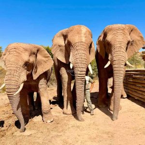 Safári e Interação com Elefantes e Leões