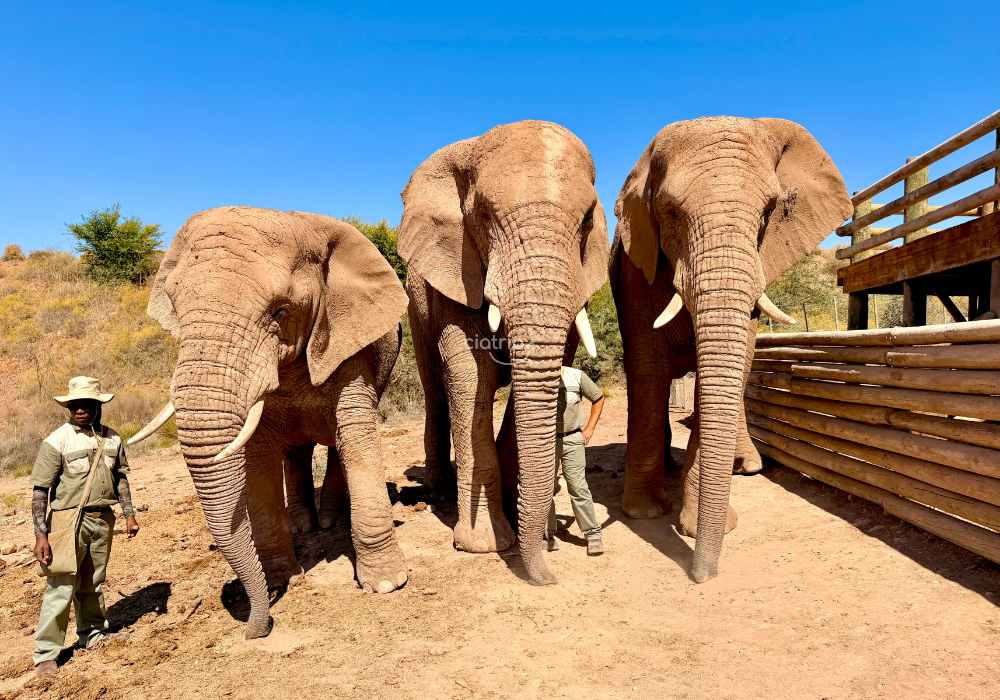 Safári e Interação com Elefantes e Leões