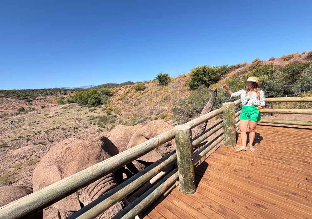 Safári e Interação com Elefantes e Leões - Imagem 8