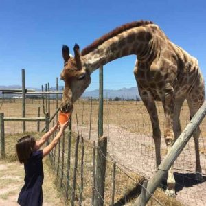 Experiência com Girafas