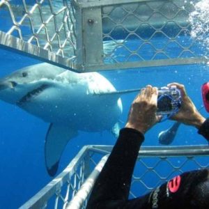 Mergulho com Tubarão