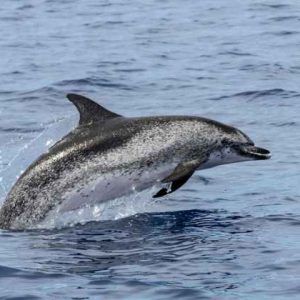 Observação de Golfinhos - Punta Arenas