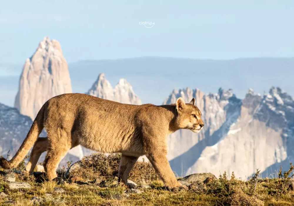 Observando Pumas - Puerto Natales - Imagem 3