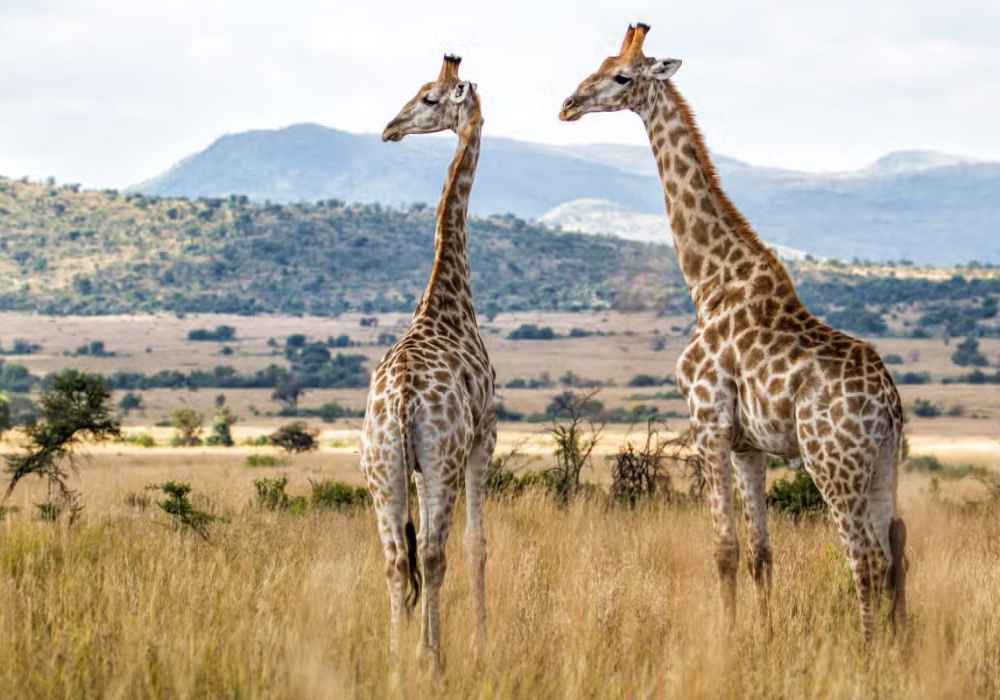 Safári pelo Parque Pilanesberg - Imagem 2
