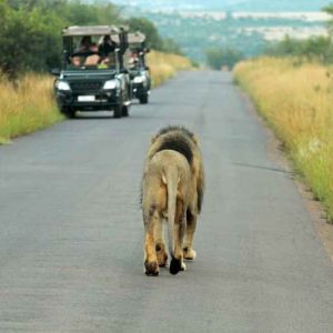 Safári pelo Parque Pilanesberg