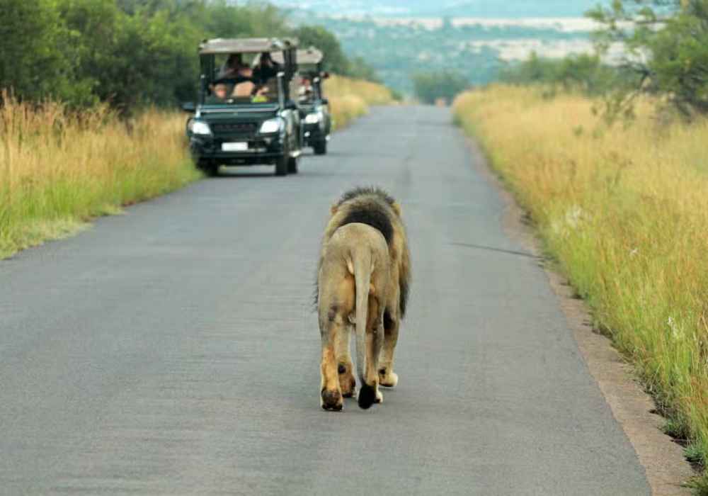 Safári pelo Parque Pilanesberg