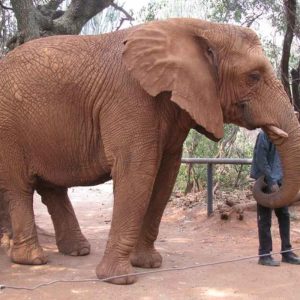 Safari + Interação com Elefantes - Compartilhado