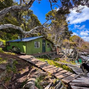 Beagle Food Experience