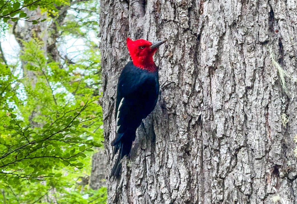 Off Road 4x4 Experience com Canoas - Imagem 3