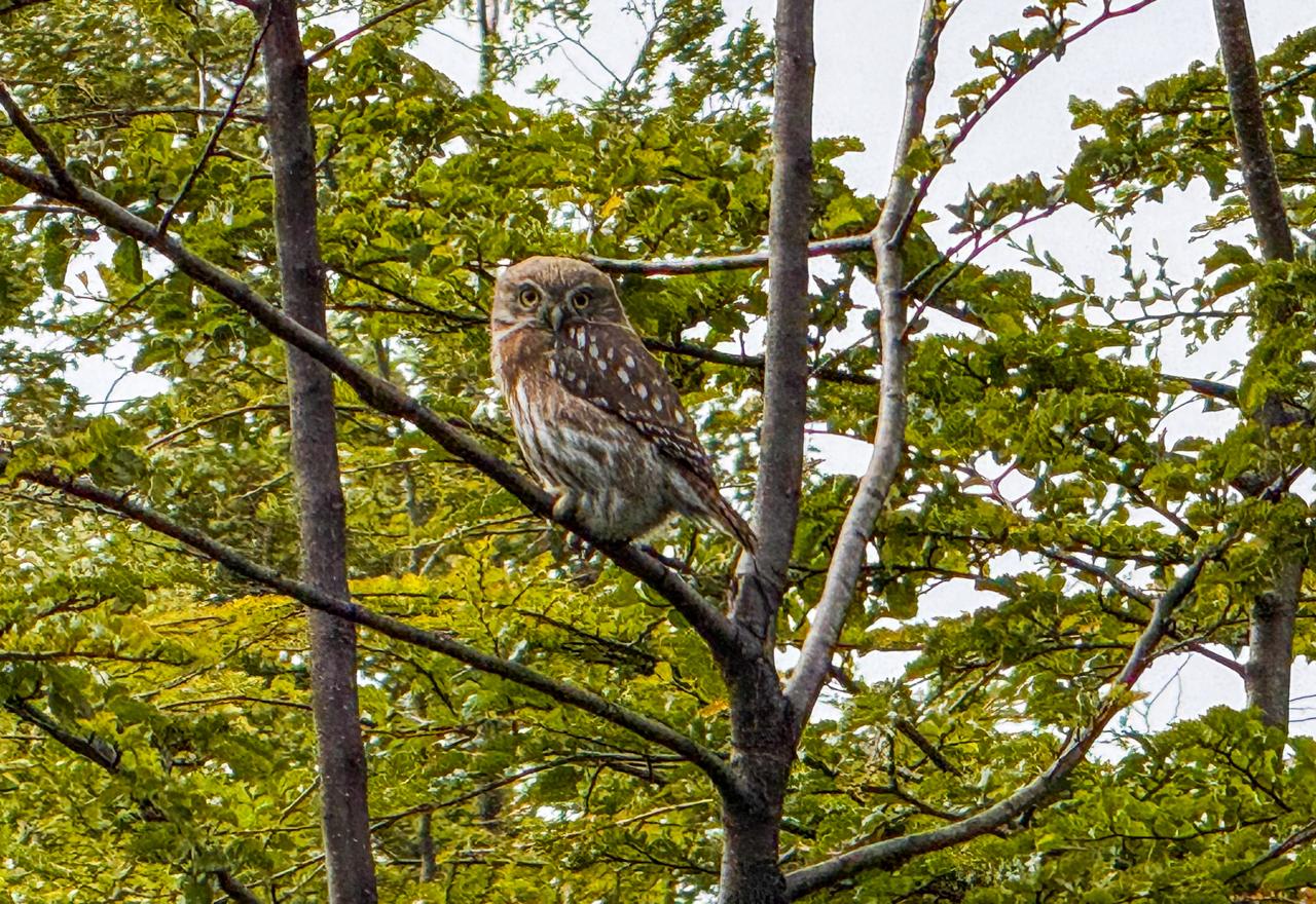 Off Road 4x4 Experience com Canoas - Imagem 5