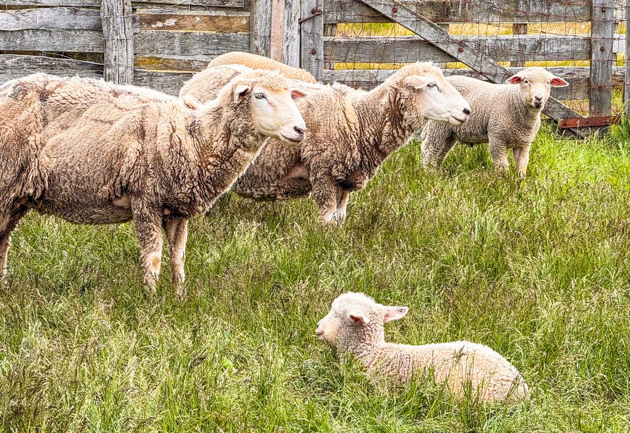 Cabo San Pablo & Estância Rolito - Imagem 8