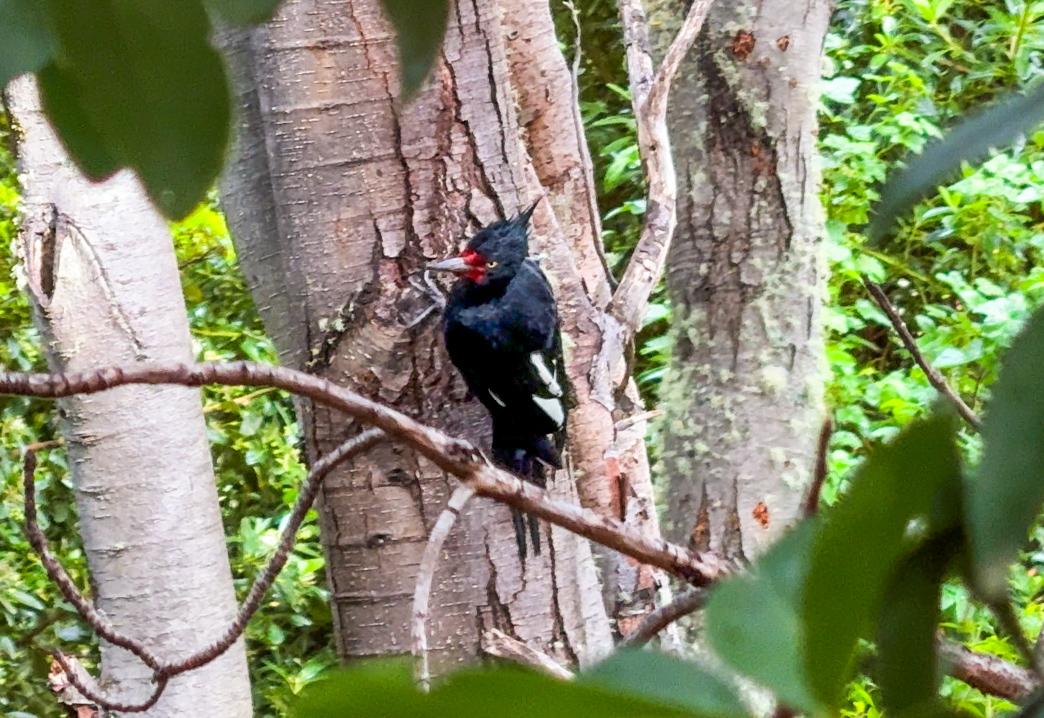 Parque Nacional Tierra de Fuego com Trekking e Canoas - Imagem 7