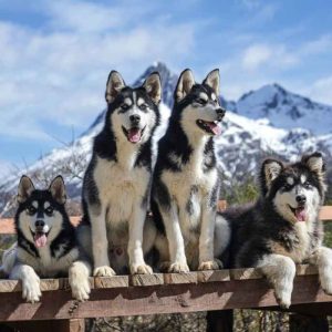 Experiência Husky - Verão