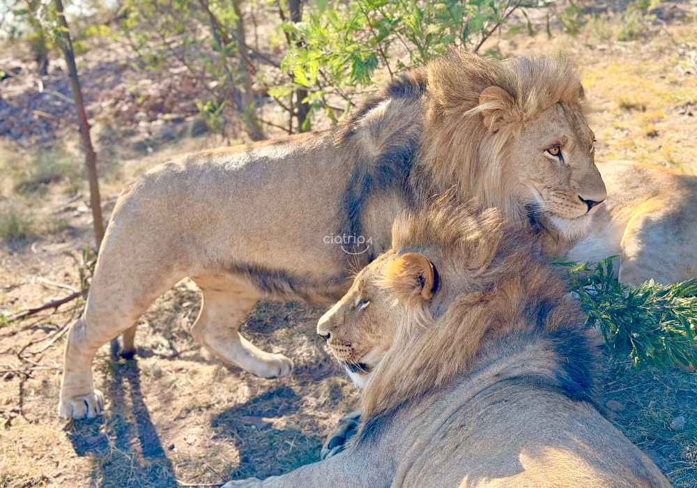 Safári e Interação com Elefantes e Leões - Imagem 6