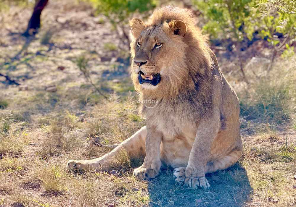 Safári e Interação com Elefantes e Leões - Imagem 5