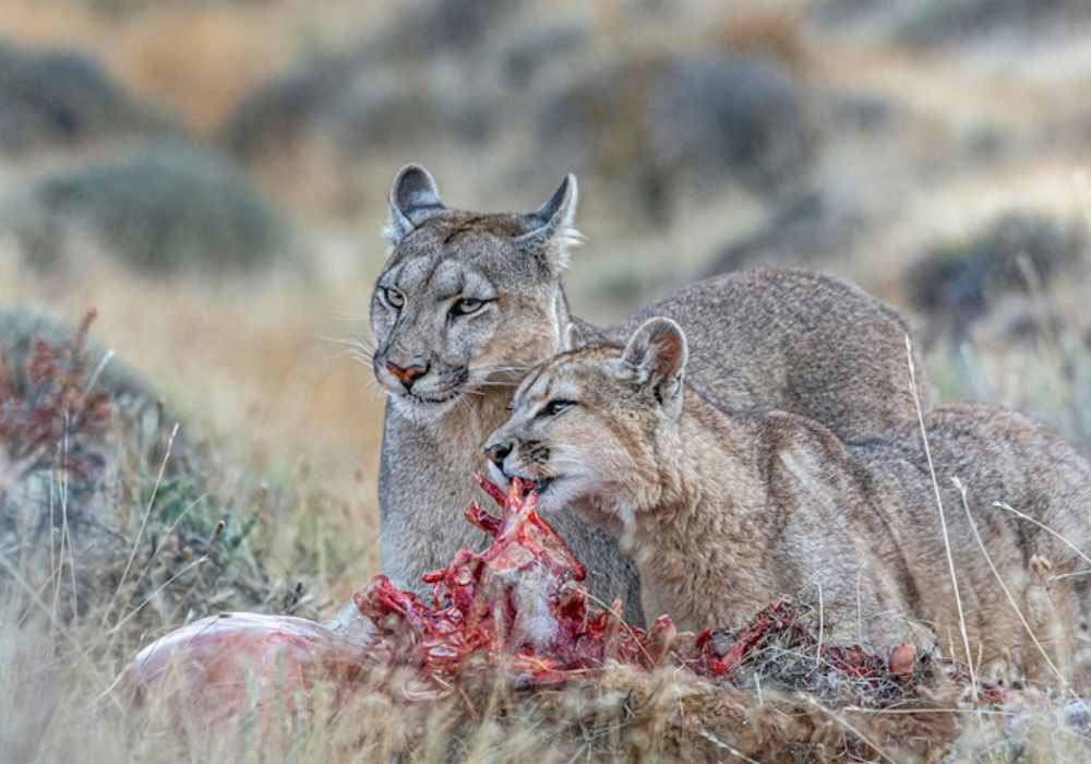 Observando Pumas - Puerto Natales - Imagem 2