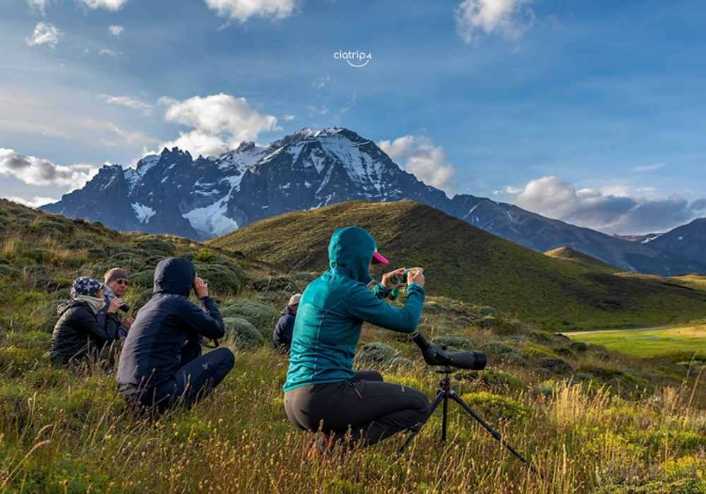 Observando Pumas - Puerto Natales