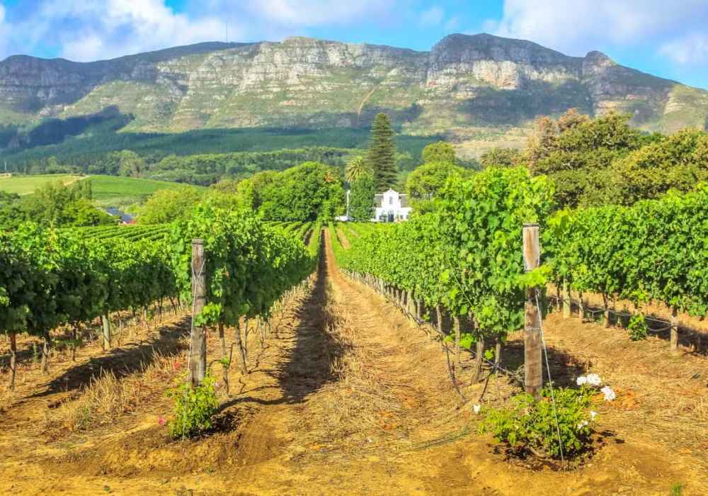 Excursão Vinícola por Stellenbosch - Privativo - Imagem 3