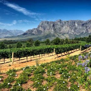 Excursão Vinícola por Stellenbosch - Privativo