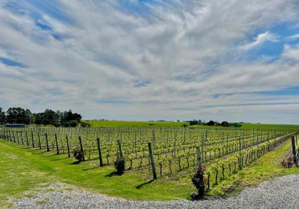 ⁠Colônia Wine Tour Experience - Imagem 10